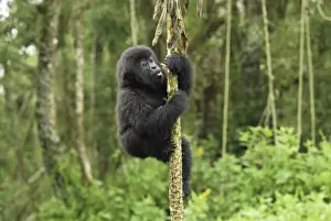 Mountain Gorilla Volcanoes National Park, Rwanda