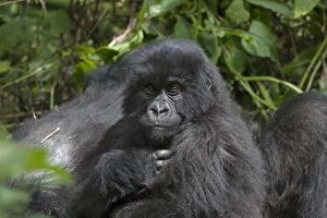 Images Dated 30th December 2010: Mountain Gorilla - young