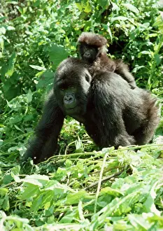 Mountain Gorilla - with young on back