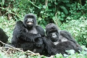 Central Africa Gallery: Mountain GORILLAS - x two females 'Murraha' and 'Poppy'