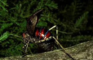 Grasshoppers Prints: Mountain grasshopper - female with forewings (tegmina) opened to display warning colours
