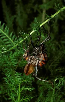 Grasshoppers Prints: Mountain grasshopper - female moulting to adult stage