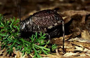 Grasshoppers Prints: Mountain grasshopper - flightless female with forewings (tegmina) closed in camouflage position