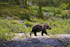 Mountain Grizzly Bear - walking on mosscovered