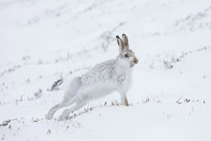 Mountain Hare - adult hare streching - Cairngorms National park, Scotland Date: 25-Mar-19