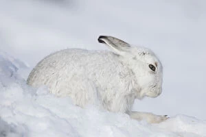 Mountain Hare - adult hare in winter pelage - Cairngorms National park, Scotland Date: 25-Mar-19