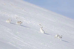 Images Dated 16th October 2018: Mountain Hare - hares in winter pelage - Cairngorms National park - Scotland Date: 16-Oct-18