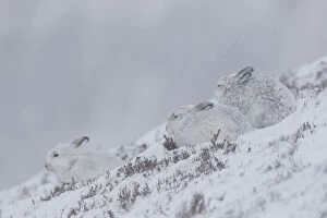 Images Dated 16th October 2018: Mountain Hare - hares in winter pelage - Cairngorms National park - Scotland Date: 16-Oct-18