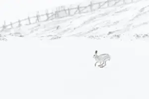 Mountain Hare (Lepus timidus) ~ adult wiht winter pelage running through snow ~ Cairngorms National Park, Scotland, United Kingdom