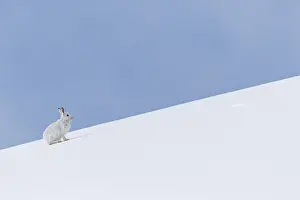 Mountain Hare (Lepus timidus) ~ adult wiht winter pelageresting on hillside ~ Cairngorms National Park, Scotland, United Kingdom