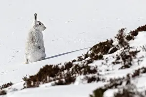 Mountain Hare (Lepus timidus) ~ adult wiht winter pelageresting on hillside ~ Cairngorms National Park, Scotland, United Kingdom