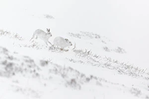 Blizzard Gallery: Mountain Hare (Lepus timidus) - adults with winter