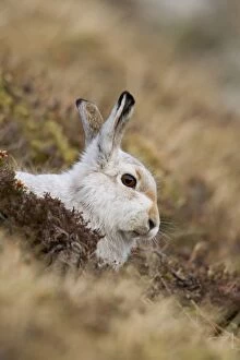 UK Wildlife Collection: Mountain Hare - lying low amongst vegetation in winter coat on hillside - February - Scotland - UK