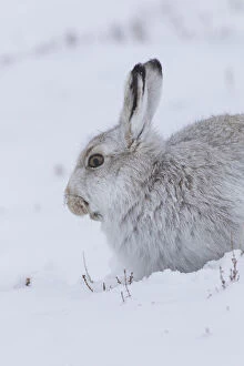 Images Dated 25th March 2019: Mountain Hare portrait 18, S-E Arndt