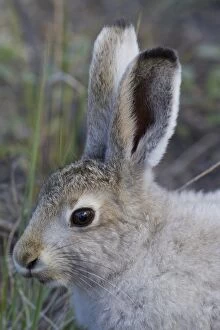 Images Dated 31st July 2010: Mountain Hare summer Mountain Hare adult hare in summer