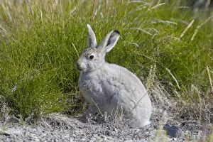 Images Dated 31st July 2010: Mountain Hare summer Mountain Hare adult hare in summer