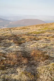 Tracks Prints: Mountain Hare Tracks - Cairngorm - Scotland - UK