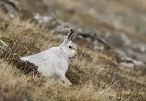 February Prints: Mountain Hare - in winter coat on hillside - February - Scotland - UK