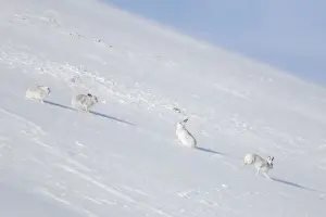 Highlands Prints: Mountain Hares winter 02, S-E Arndt