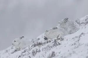 Highlands Prints: Mountain Hares winter 05, S-E Arndt