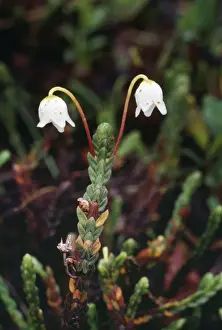 Heathers Prints: Mountain Heather