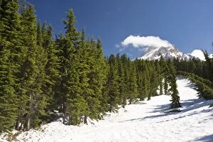 Images Dated 26th July 2008: Mountain Hemlock forest (Tsuga mertensiana) under heavy snow at 6-7000 ft on Mount Hood, Oregon