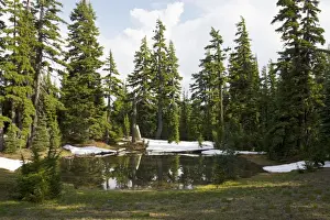 Hemlock Prints: Mountain Hemlock (Tsuga mertensiana) by mountain lake near Sisters