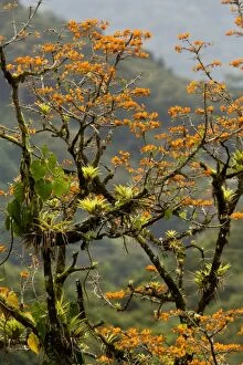 Mountain Immortelle tree in flower covered with