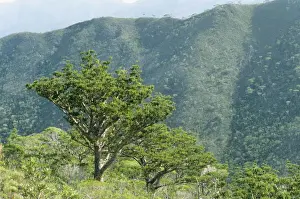 Kauri Prints: Mountain Kauri - in area of Parc Territorial de la Riviere-bleue - New Caledonia - Pacific Islands