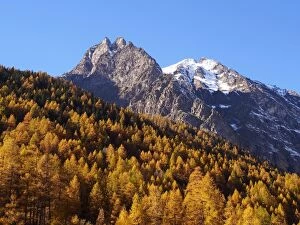Images Dated 7th November 2012: Mountain Larch Trees - autumn