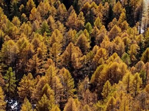 Images Dated 7th November 2012: Mountain Larch Trees - autumn