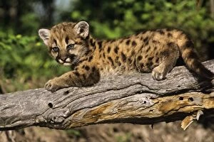 Mountain lion / Cougar / Puma - cub