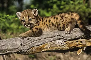 Cougars Prints: Mountain lion / Cougar / Puma - cub Western U. S. A MR1135