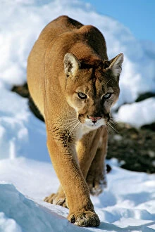 World Wildlife Collection: Mountain lion / cougar / puma - in winter. Western U. S. A MR454