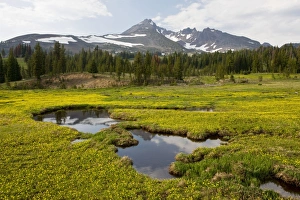 Mountain Meadow dominated by Gormans Buttercup with Broketop Mountain beyond Mountain Meadow dominated by Gormans Buttercup with Broketop Mountain beyond