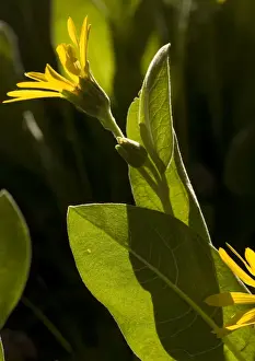 Mountain Mule Ears - in flower