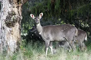 Nyalas Prints: Mountain Nyala - female. Bale Mountains - Ethiopia. 4000 m- 4300 m