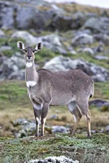 Mountain Nyala - female. Bale Mountains - Ethiopia. 4000 m- 4300 m