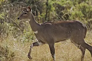 Mountain Nyala - female. Bale Mountains - Ethiopia. 4000 m- 4300 m