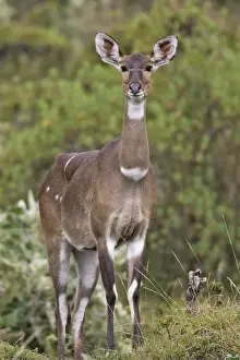 Mountain Nyala - female. Bale Mountains - Ethiopia. 4000 m- 4300 m