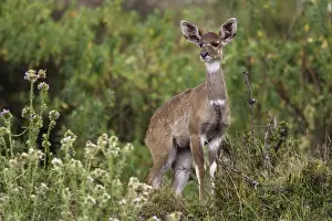 Mountain Nyala - female. Bale Mountains - Ethiopia. 4000 m- 4300 m