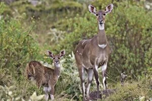 Images Dated 21st December 2004: Mountain Nyala - female & young. Bale Mountains - Ethiopia. 4000 m- 4300 m