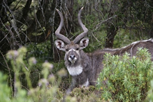 Images Dated 21st December 2004: Mountain Nyala - male Bale Mountains. Ethiopia - Africa 4000 m- 4300 m