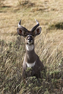 Images Dated 21st December 2004: Mountain Nyala - male. Bale Mountains - Ethiopia. 4000 m- 4300 m