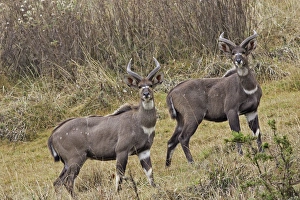 Images Dated 21st December 2004: Mountain Nyala - male. Bale Mountains - Ethiopia. 4000 m- 4300 m