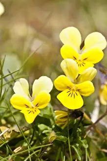 Pansy Prints: Mountain Pansy - Close up of flower spikes on the Machair - North Uist - Outer Hebrides - Scotland