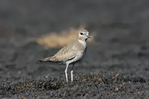 Mountain Plover