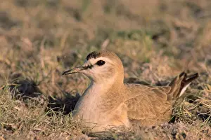 Mountain Plover - male on nest Colorado, USA