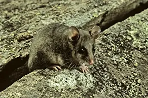 Possums Prints: Mountain Pygmy-Possum - Kosciuszko National Park
