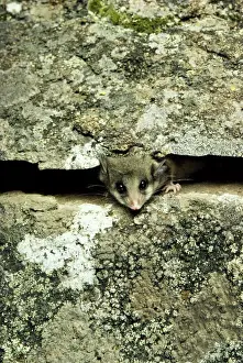Mountain Pygmy-Possum - Peaking through crevice in rock - Kosciuszko National Park - New South Wales - Australia JPF02736